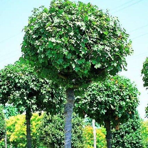 Acer campestre 'Nanum'